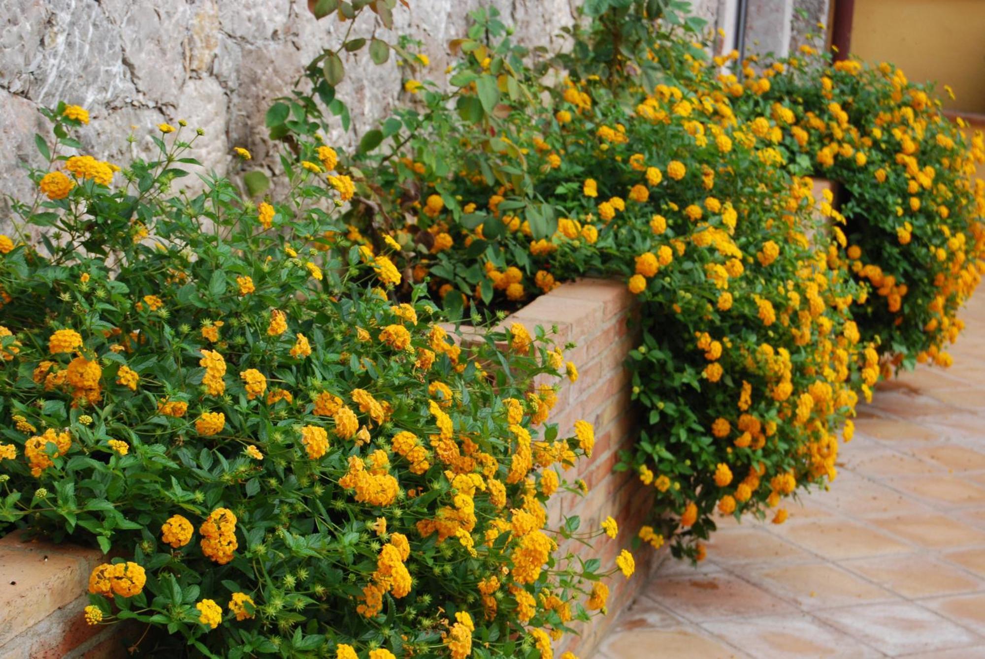 Villa Angela Taormina Esterno foto