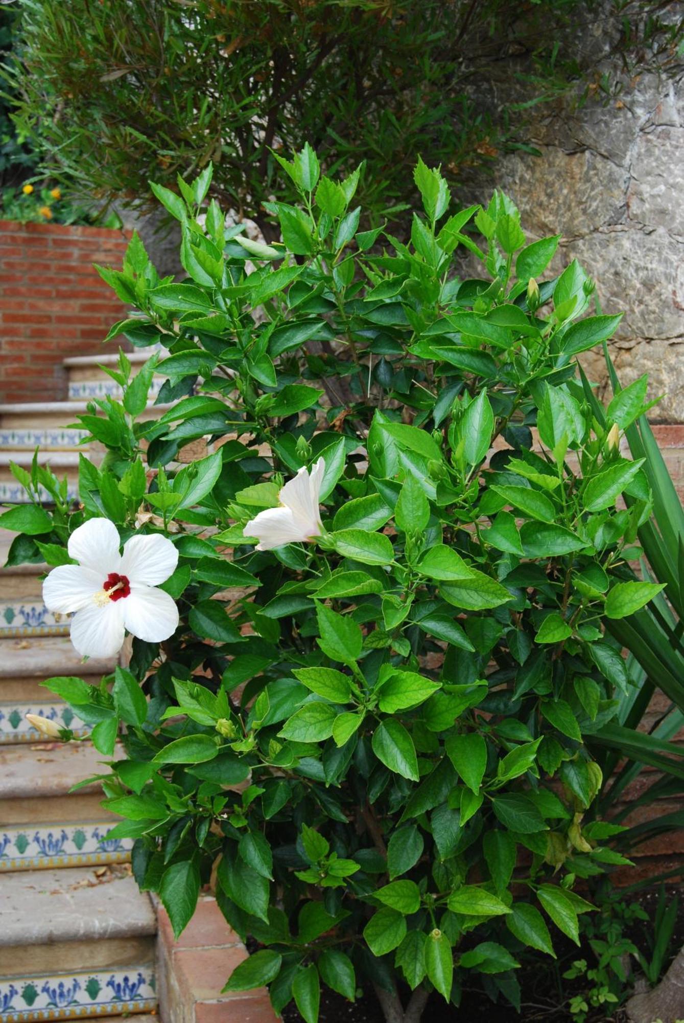 Villa Angela Taormina Esterno foto