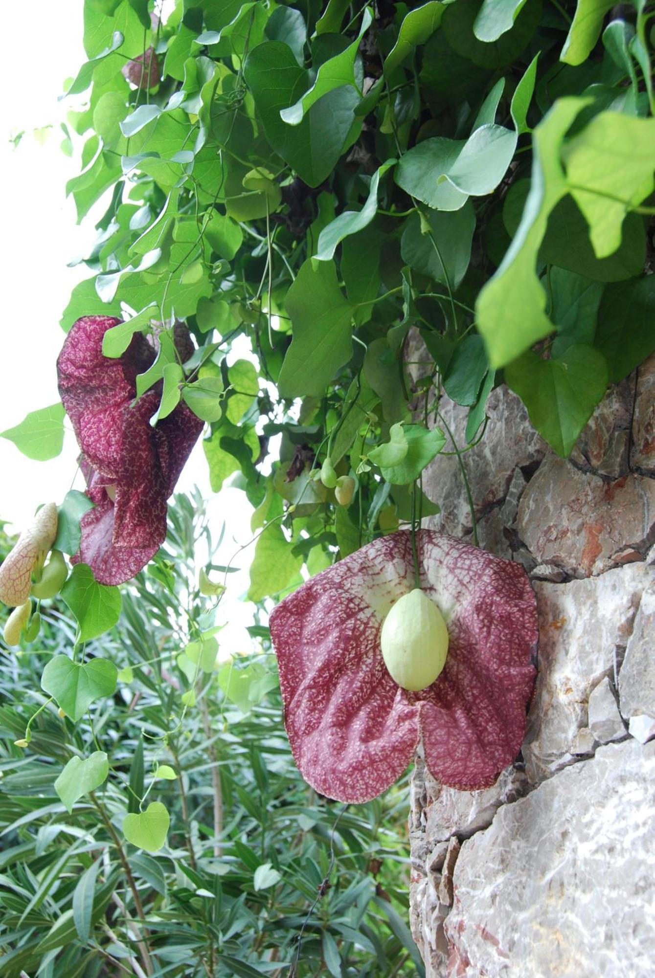 Villa Angela Taormina Esterno foto
